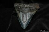 Fearsome Megalodon Tooth - Nearly / Inches #237-1